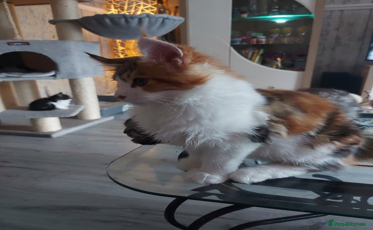 Maine Coon cats - Advert 3