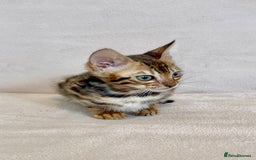Bengal cats for sale: 🐾 Purebred BENGAL kittens🐾 - Image 6