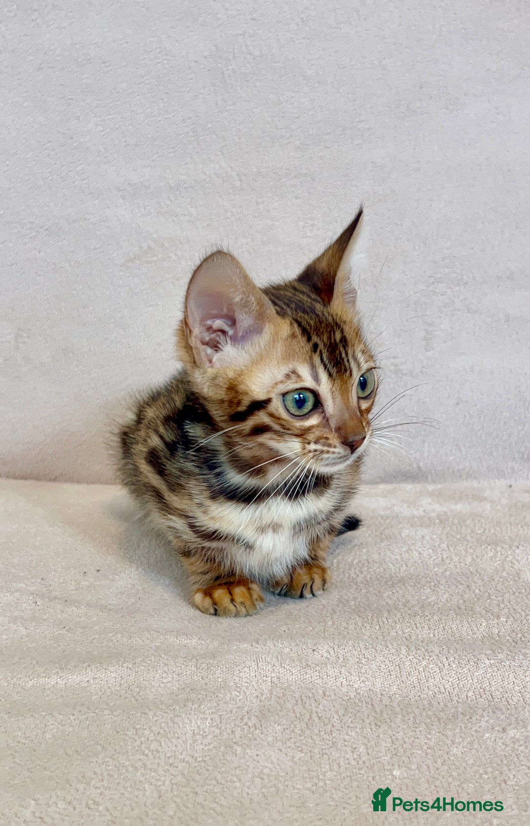 Bengal cats for sale: 🐾 Purebred BENGAL kittens🐾 - Image 6