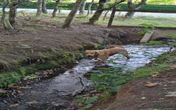 Golden Retriever dogs for sale: 9month Golden Retriever  - Image 3