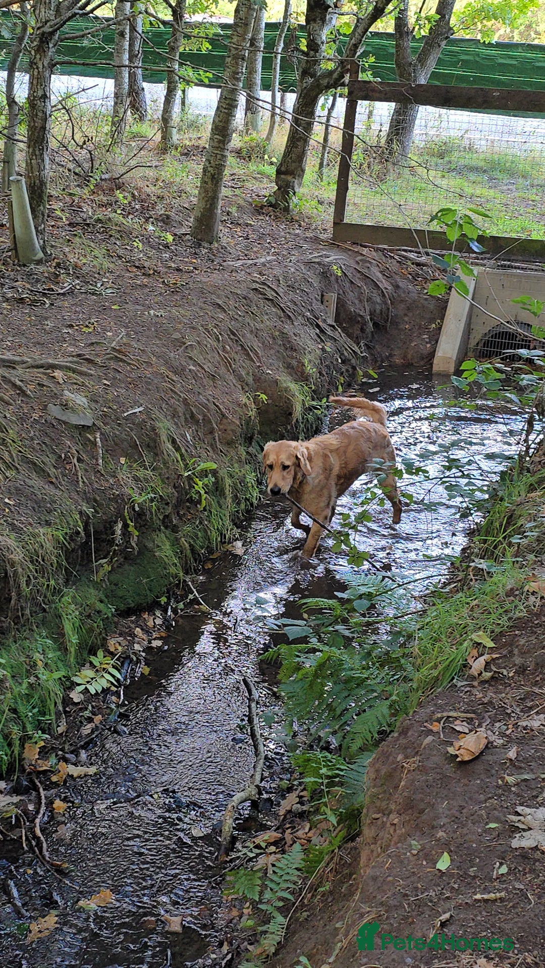 Golden Retriever dogs for sale: 9month Golden Retriever  - Image 3