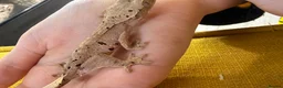 Gecko reptiles for sale: Various Crested Gecko Babies - Advert 15