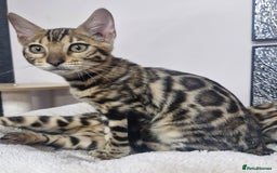 Bengal cats for sale: READY REDUCED TICA Genetic/Health Tested Bengals - Image 36