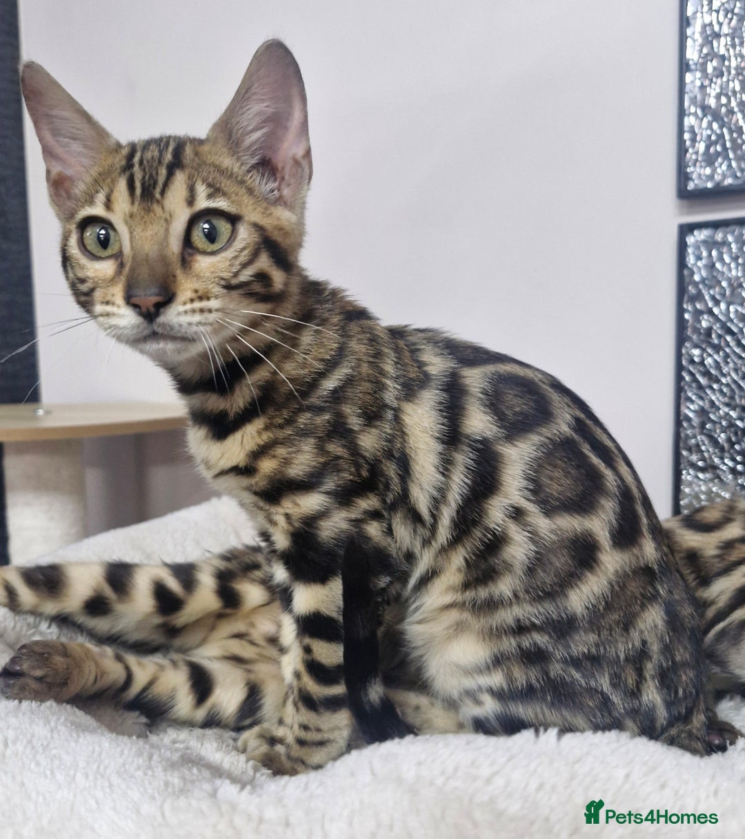 Bengal cats for sale: READY REDUCED TICA Genetic/Health Tested Bengals - Image 36