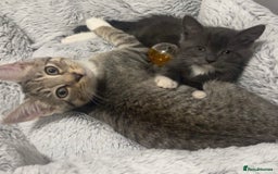 British Shorthair cats for sale: British shorthair x Bengal kittens - Image 9