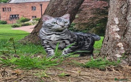 Bengal cats for sale: Sensational Silver Bengal boy requires new family  - Image 2