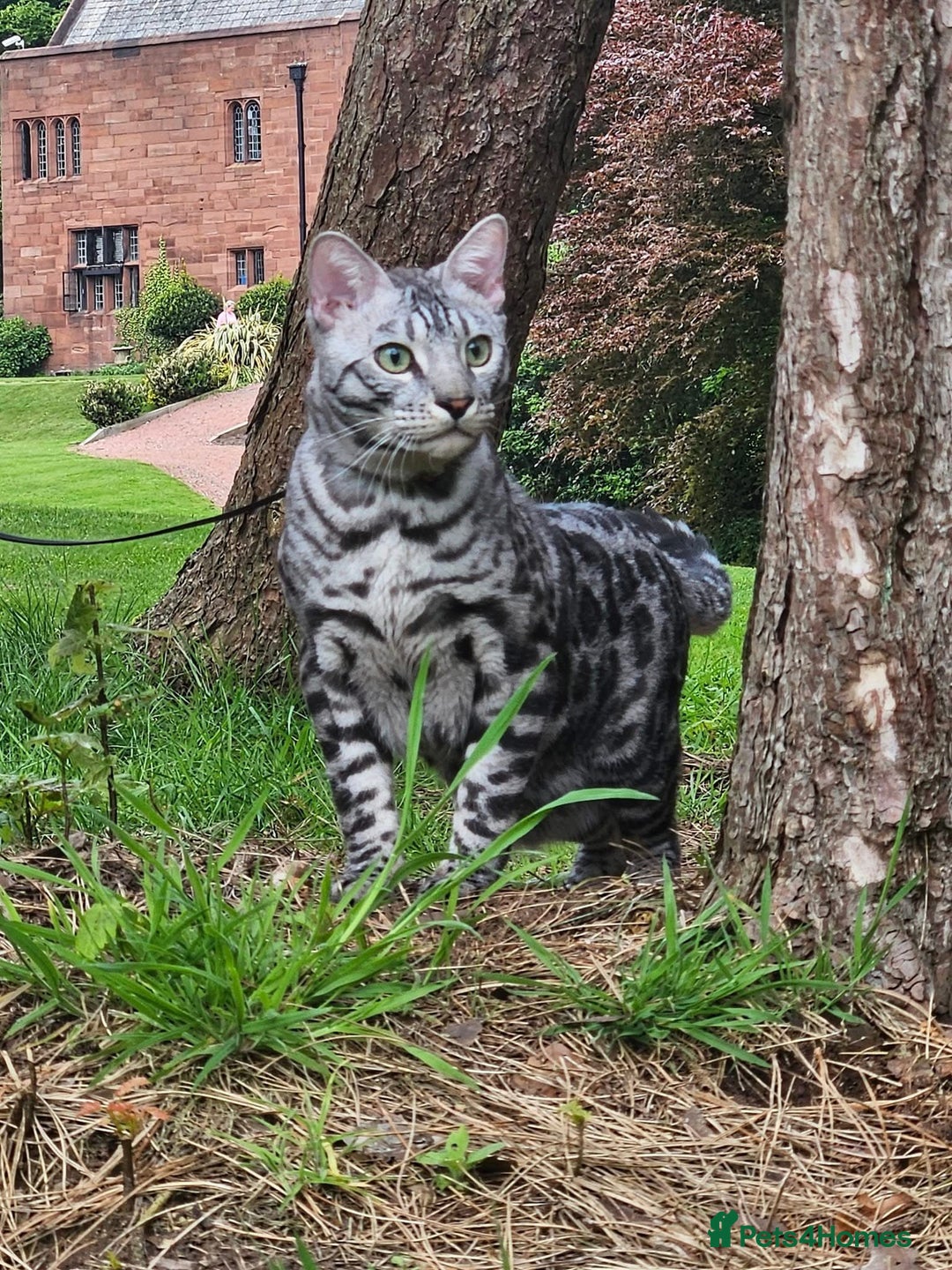 Bengal cats for sale: Sensational Silver Bengal boy requires new family  - Image 2