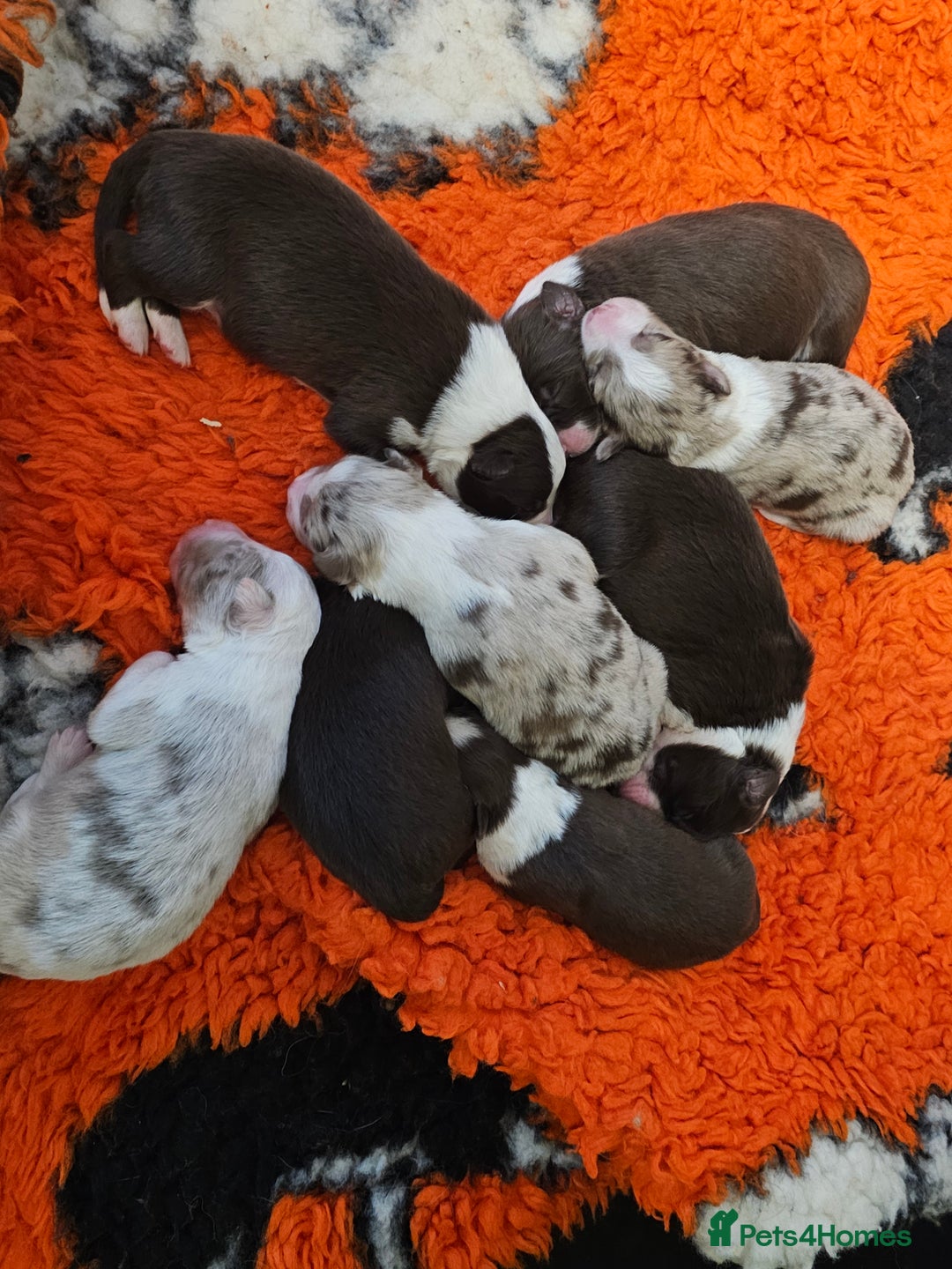 Border Collie dogs for sale: Border collie puppies  - Image 3