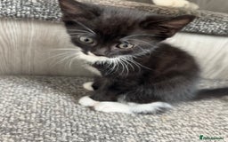 British Shorthair cats for sale: Kittens  - Image 6