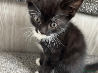 British Shorthair cats - Advert 26