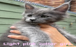 Maine Coon cats for sale: Beautiful Maine coon kittens for sale - Image 11