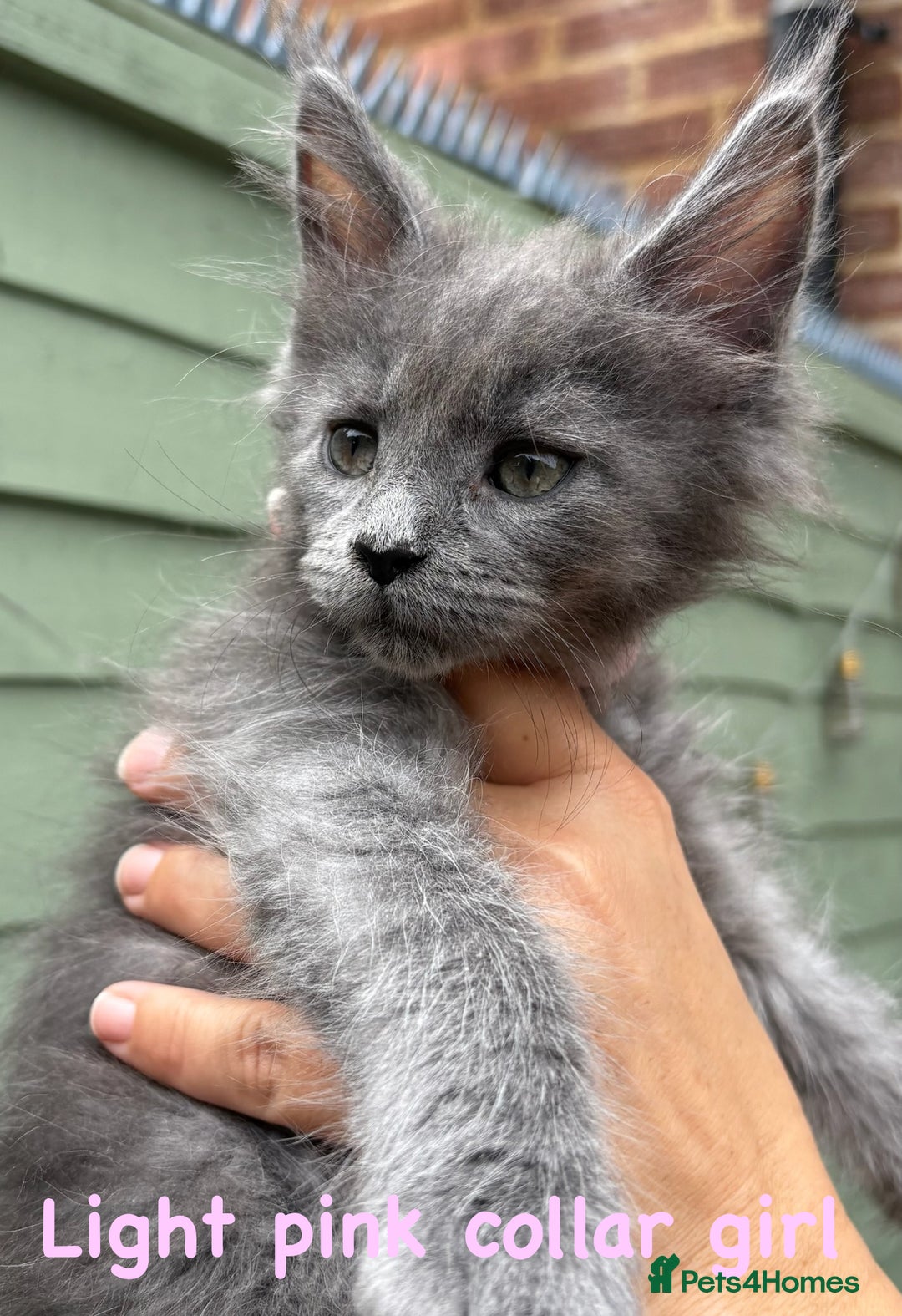 Maine Coon cats for sale: Beautiful Maine coon kittens for sale - Image 11