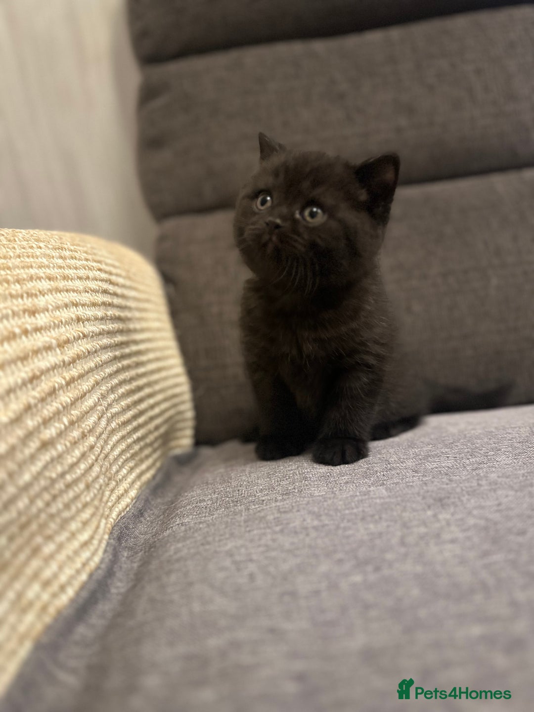 British Shorthair cats for sale: BeautifulGCCF Registered British Shorthair Kittens - Advert 2