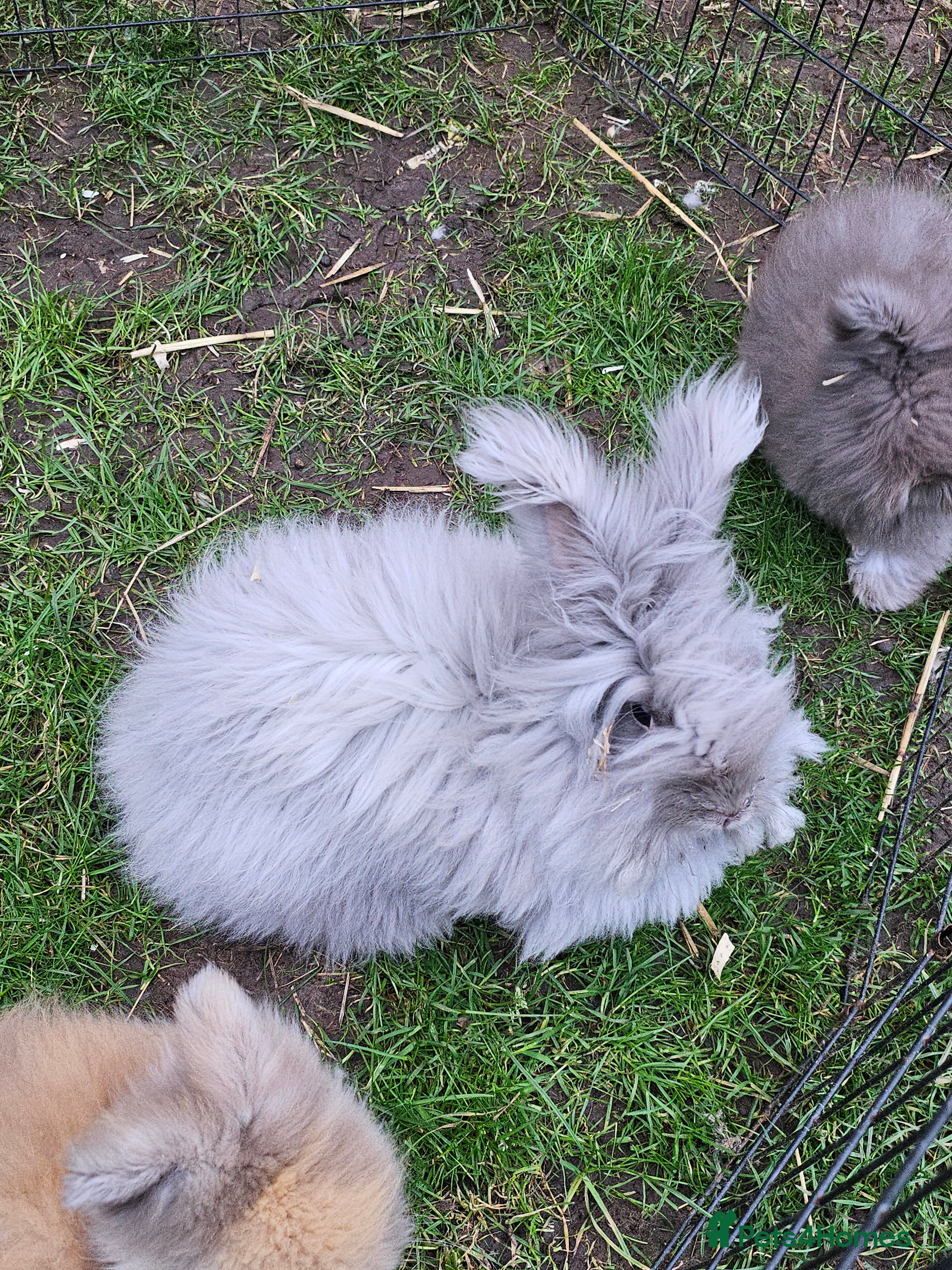 Angora rabbits Beautiful Angora Doe - Advert 2