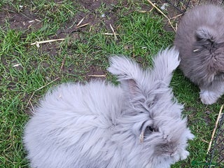 Angora rabbits Beautiful Angora Doe - Advert 3