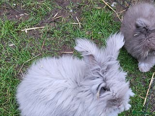 Angora rabbits Beautiful Angora Doe - Advert 1