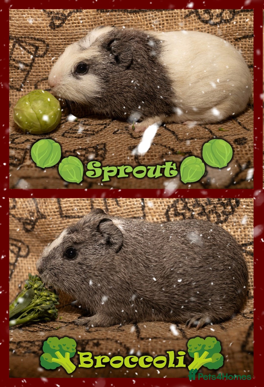 Guinea Pig rodents for sale: Baby Guinea Pigs , & Adult Guinea Pigs, Ready Now - Advert 1