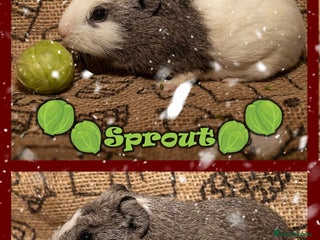 Guinea Pig rodents Baby Guinea Pigs , & Adult Guinea Pigs, Ready Now - Advert 1