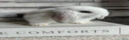 Mini Lop rabbits for sale: 🦋 Mini lop Babys 🦋 - Advert 6