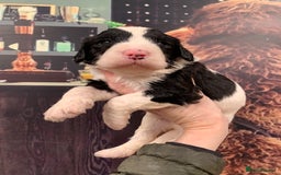 Sheepadoodle dogs for sale: Medium Sheepadoodle Puppies Available  - Image 26