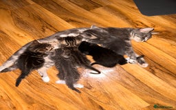 American Shorthair cats for sale: Beautiful kittens for sale - Image 7