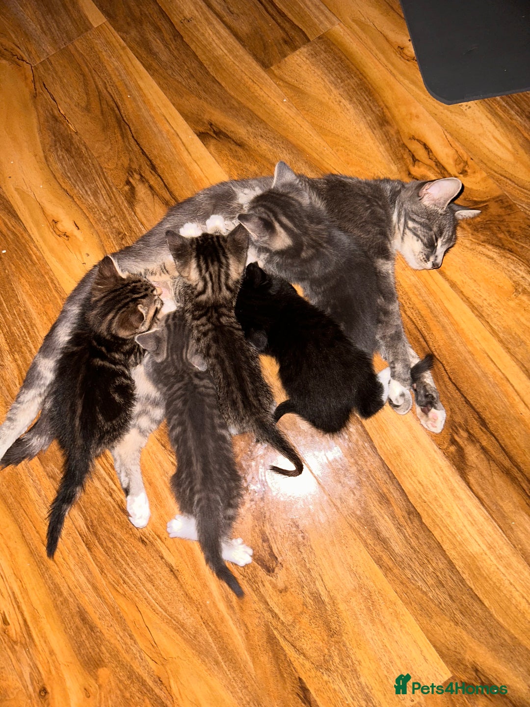American Shorthair cats for sale: Beautiful kittens for sale - Image 7