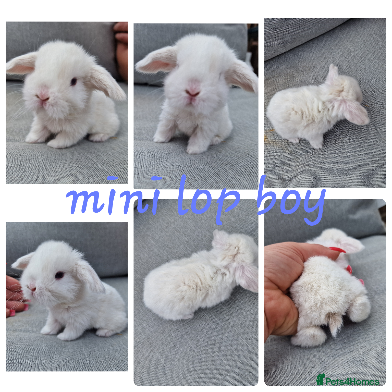 Mini Lop rabbits Mini lops, lionheads, netherland dwarf pure breeds - Advert 20