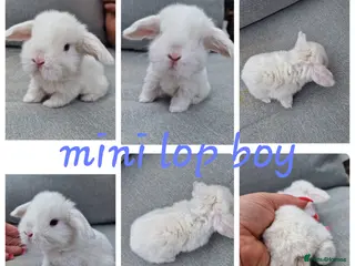 Mini Lop rabbits Mini lops, lionheads, netherland dwarf pure breeds - Advert 8