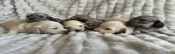 Miniature Dachshund dogs for sale: Ready to leave late December! 💓 in Bordon - Advert 5