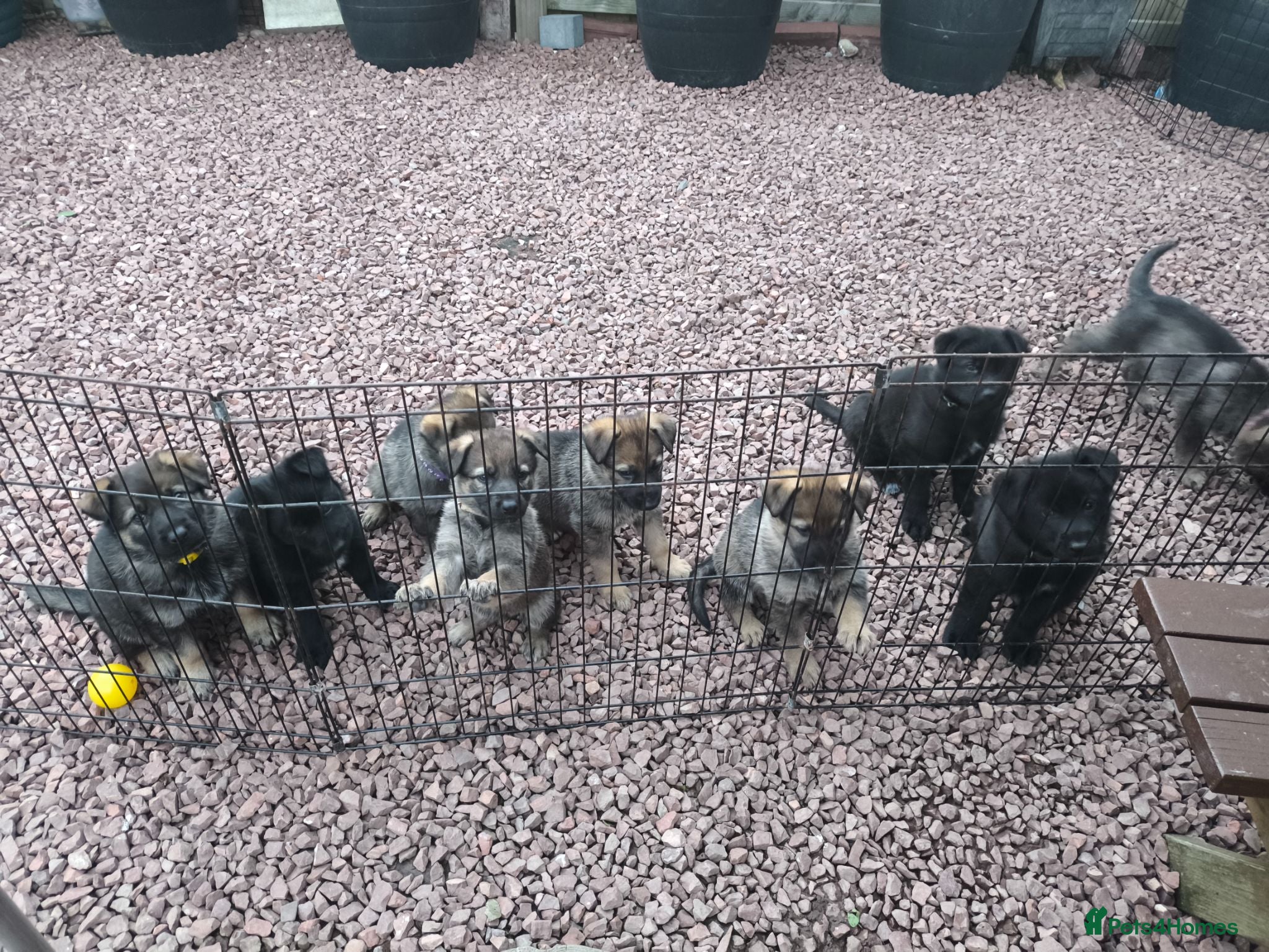 German Shepherd dogs German shepherd puppies  - Advert 3