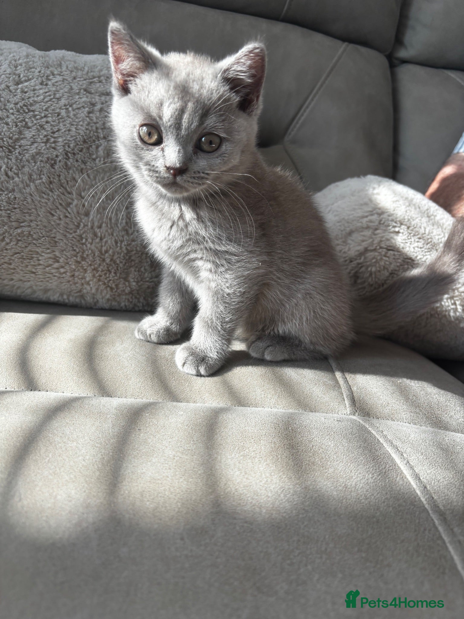 British Shorthair cats GCCF Lilac British Short Hair male Kitten - Advert 7