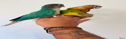 Conures birds for sale: Hand reared conures for sale  - Advert 25