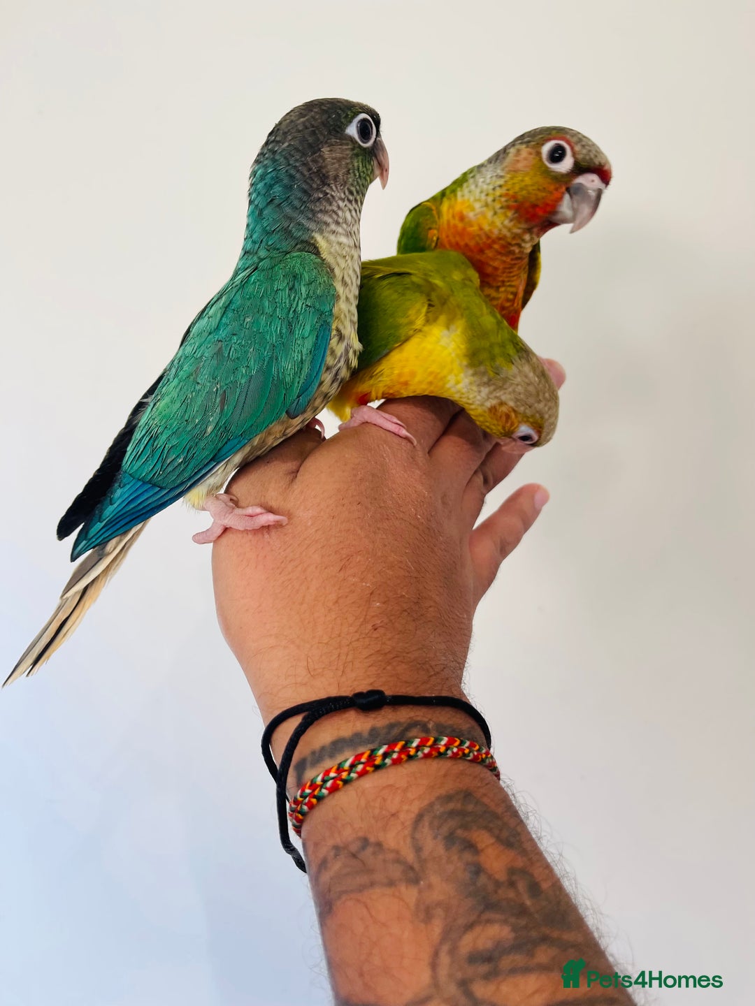 Conures birds for sale: Hand reared conures for sale  - Advert 25