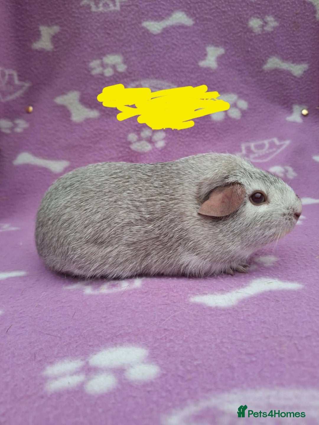Guinea Pig rodents for sale: Male  guinea pig - Advert 2
