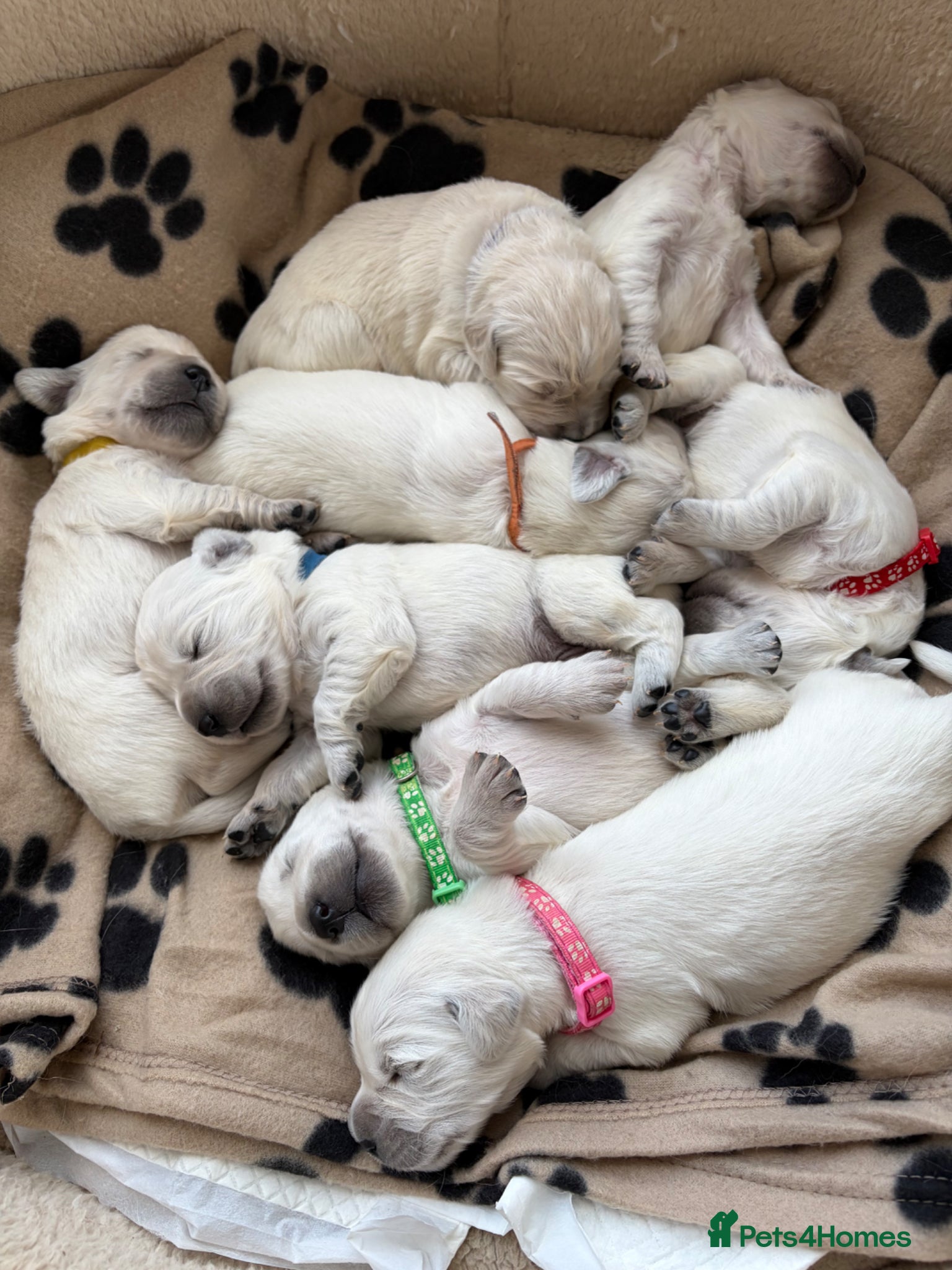 Golden Retriever dogs KC registered golden retriever puppies for sale - Advert 13