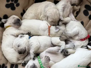 Golden Retriever dogs KC registered golden retriever puppies for sale - Advert 13