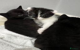 Scottish Fold cats for sale: Scottish fold  - Image 5