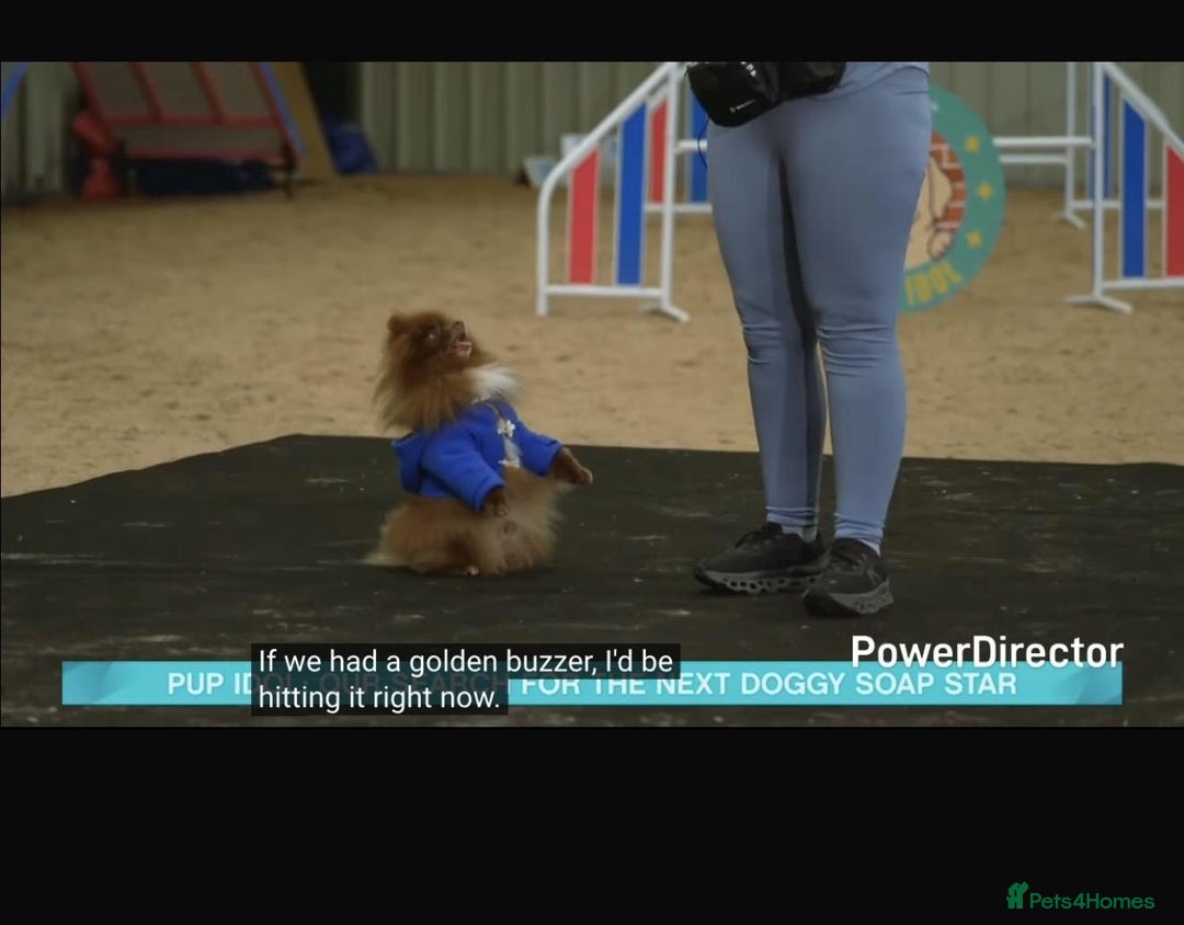 Pomeranian dogs for stud: Proven Chocolate KC in Runcorn - Advert 4