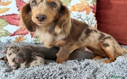 Miniature Dachshund dogs for sale: Long haired mini dachshund pups  - Image 16