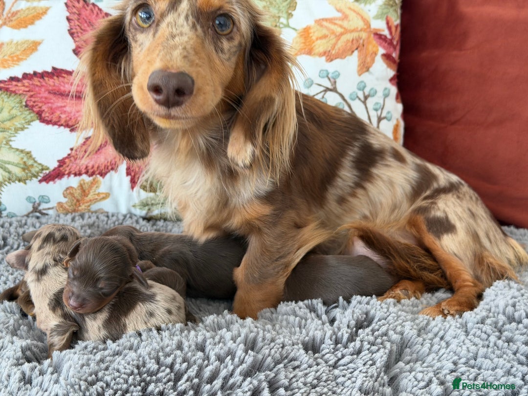 Miniature Dachshund dogs for sale: Long haired mini dachshund pups  - Image 16