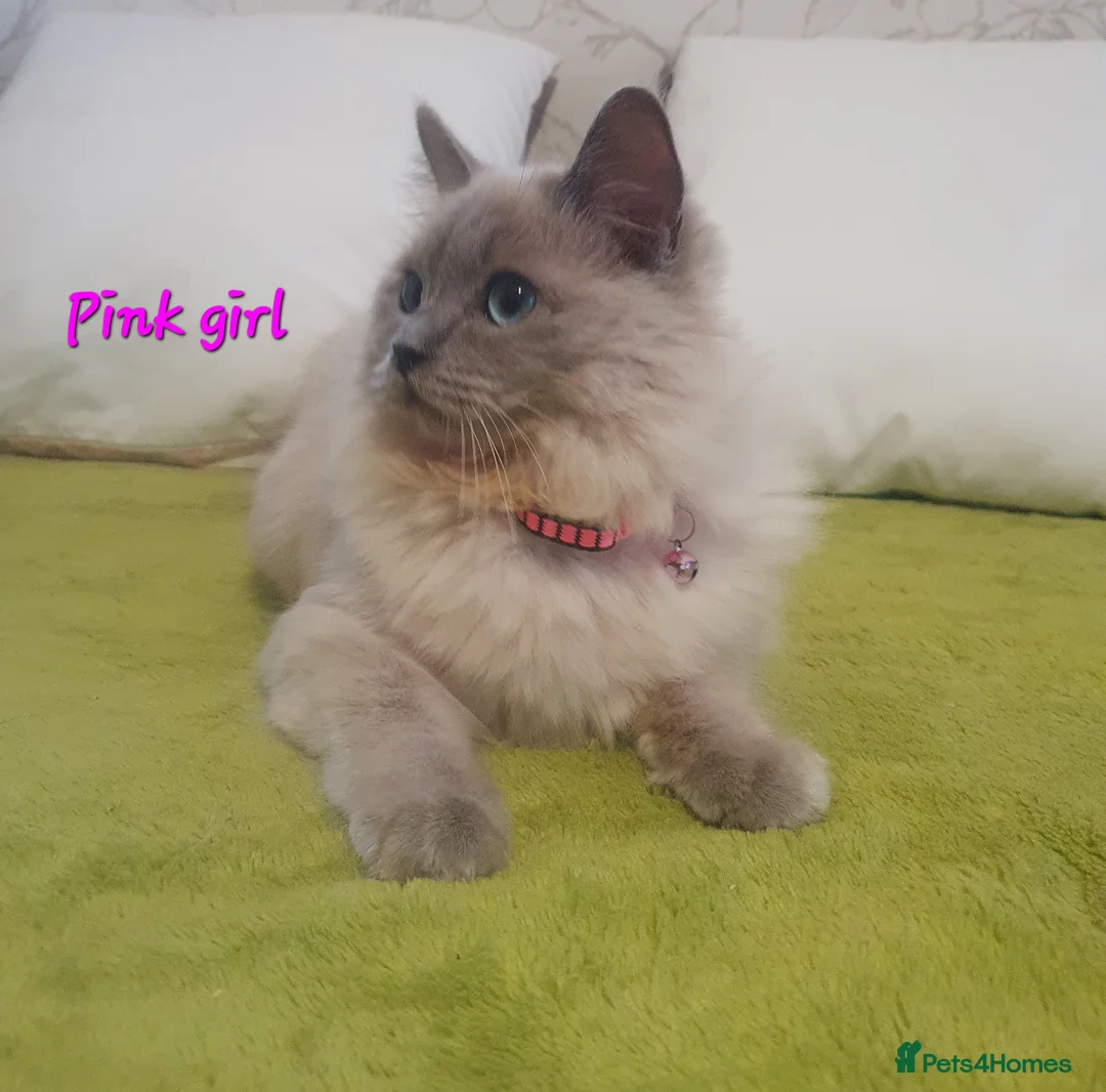 Ragdoll cats for sale: Sweet&Playful ragdolls - Advert 16