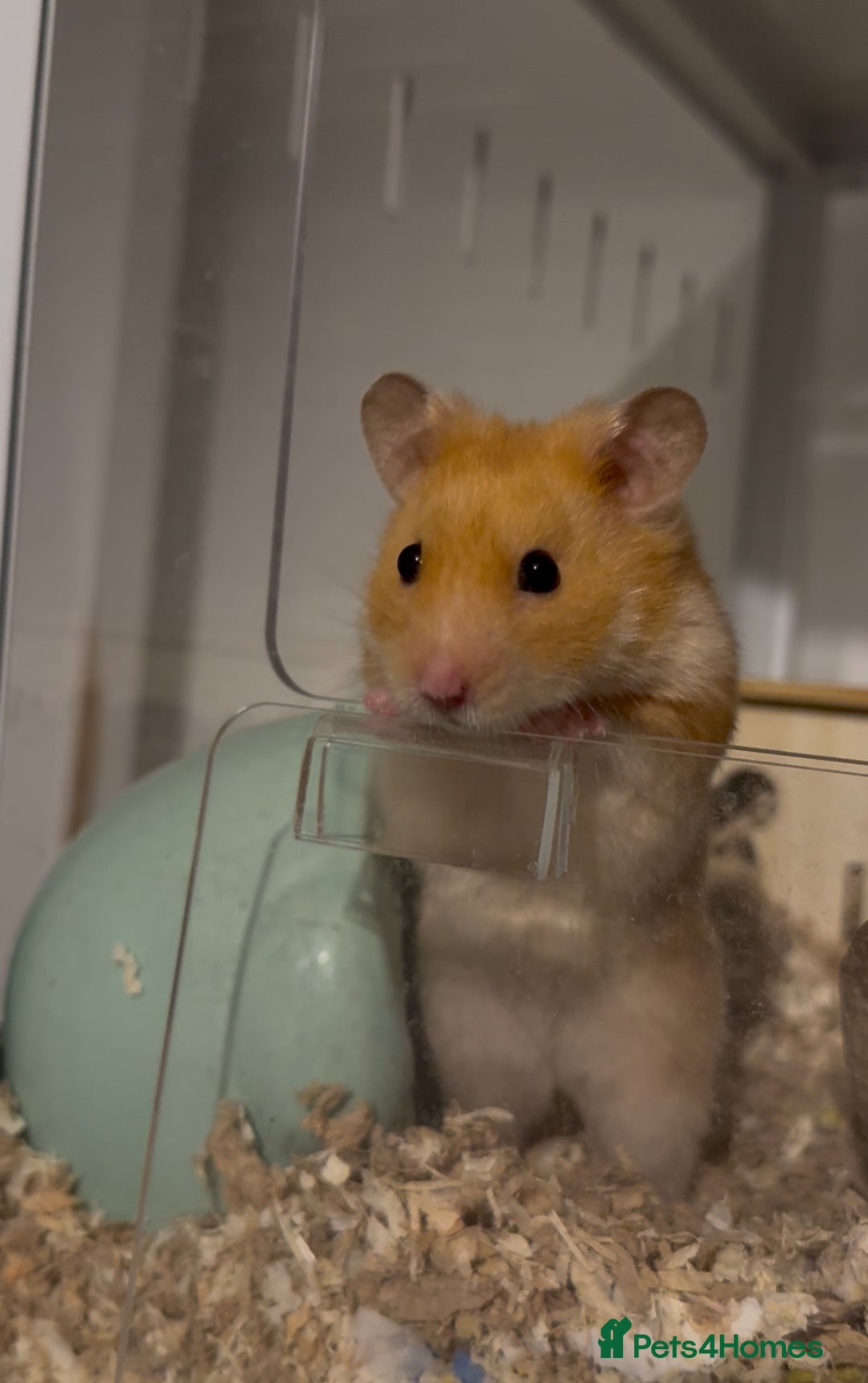 Hamster rodents for sale: Cheeto available for adoption🧡 - Advert 3