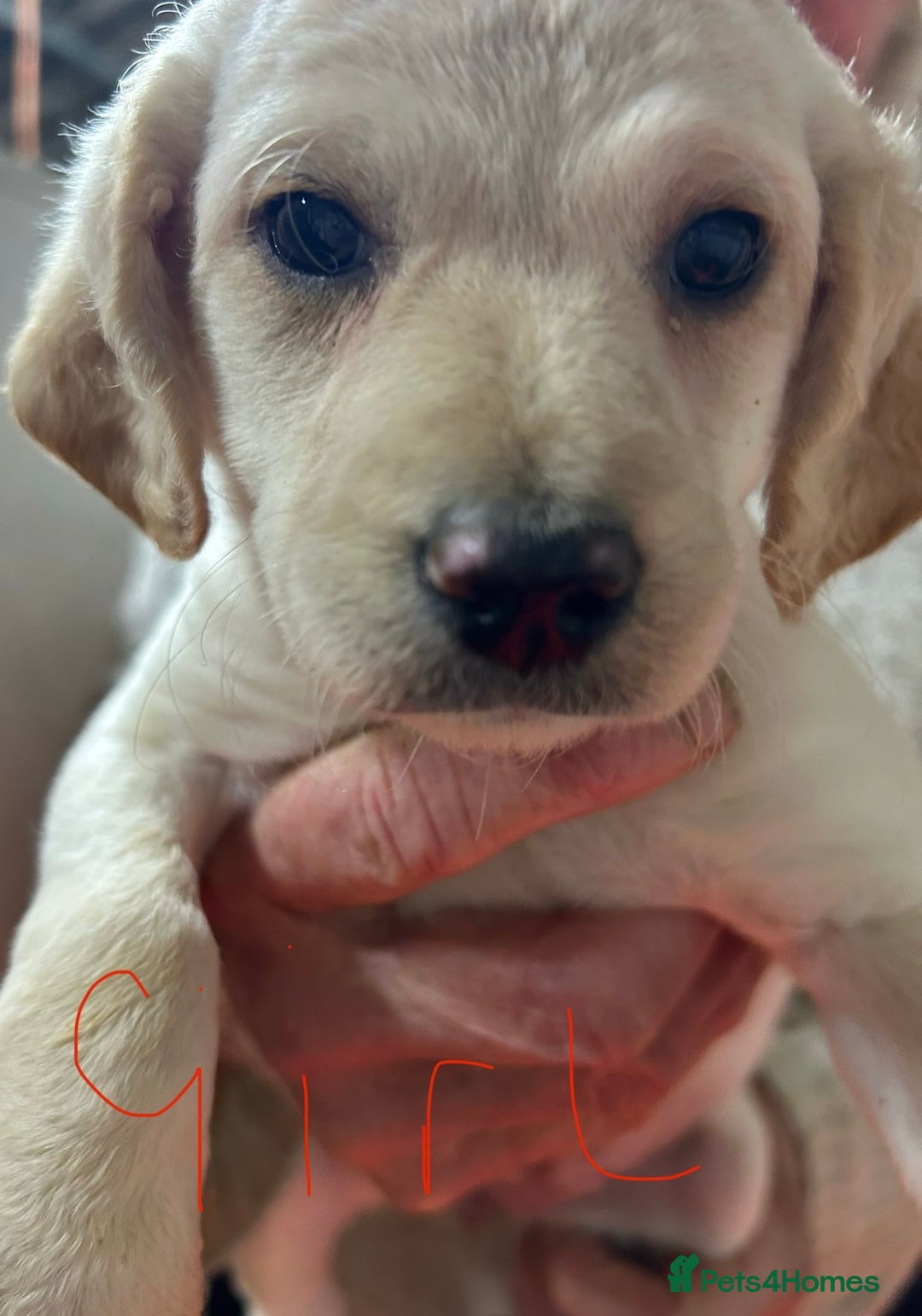 Mixed Breed dogs for sale: Cavapoo Puppies - Advert 32