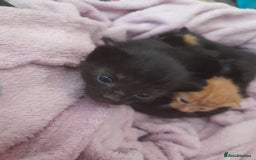 Mixed Breed cats for sale: 5 beautiful kittens - Image 5