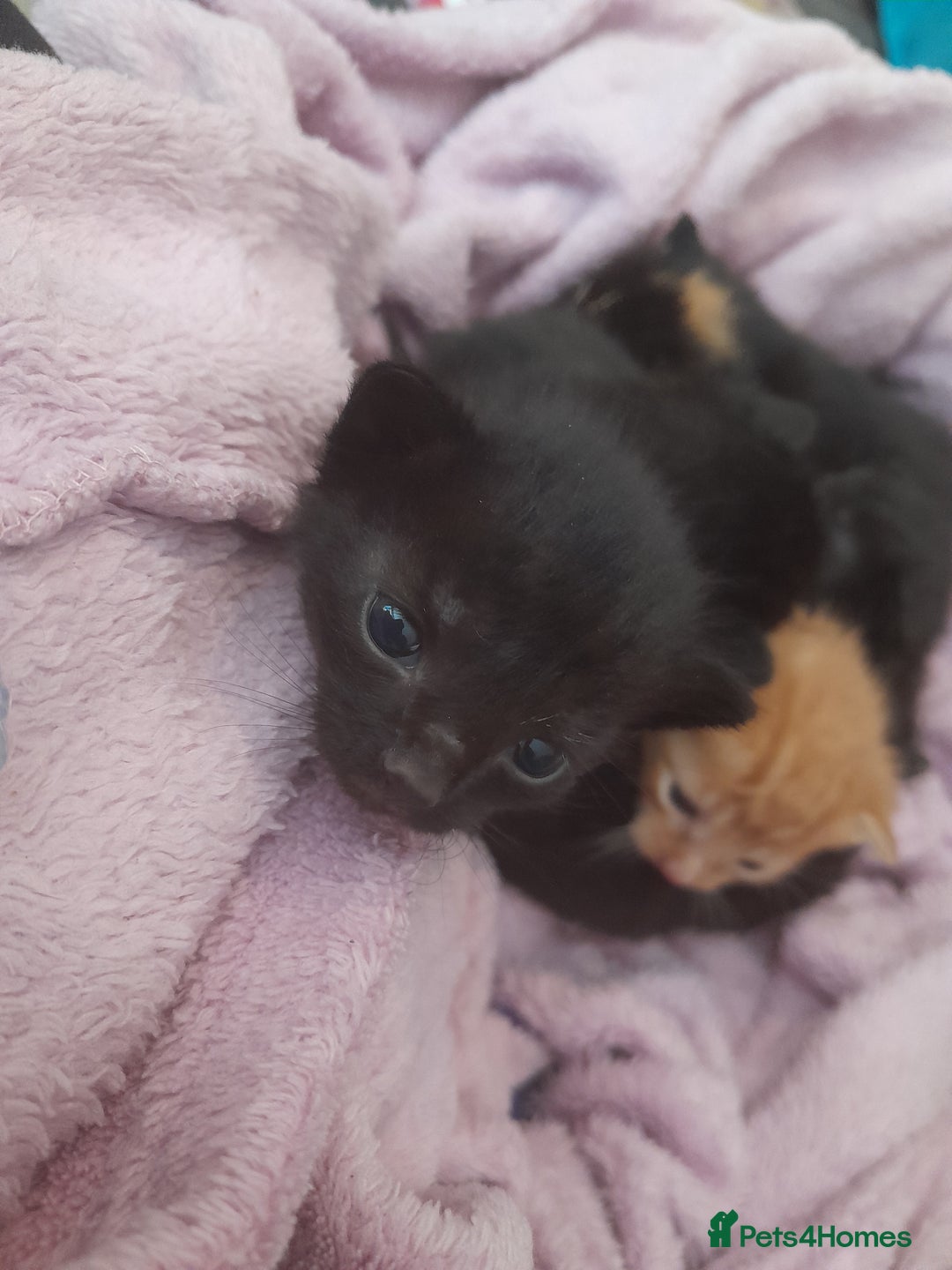 Mixed Breed cats for sale: 5 beautiful kittens - Image 5