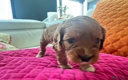 Cavapoo dogs for sale: Black and solid Red Cavapoo therapy pups for sale  - Image 18