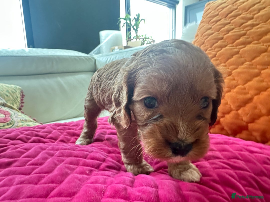 Cavapoo dogs for sale: Black and solid Red Cavapoo therapy pups for sale  - Image 18