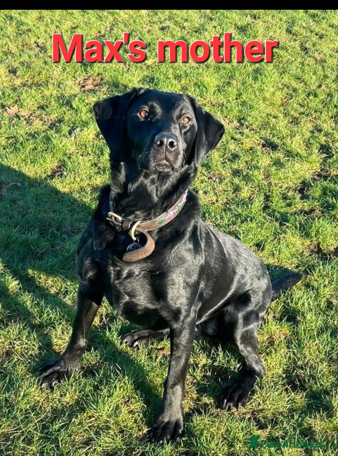 Labrador Retriever dogs for stud: Unproven Labrador Stud NO FEE. KC reg/BVA screened in Brecon - Advert 15