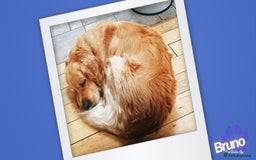 Golden Retriever dogs for stud: KCReg Well Proven Golden Stud, Health & DNA Tested in Wilmslow - Image 11
