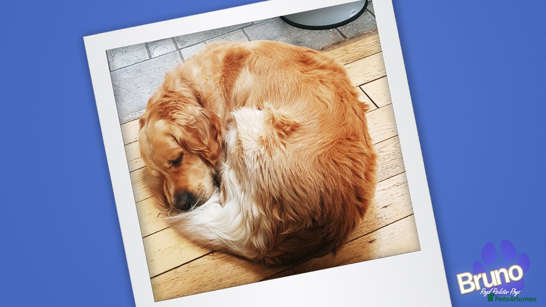 Golden Retriever dogs for stud: KCReg Well Proven Golden Stud, Health & DNA Tested in Wilmslow - Image 11